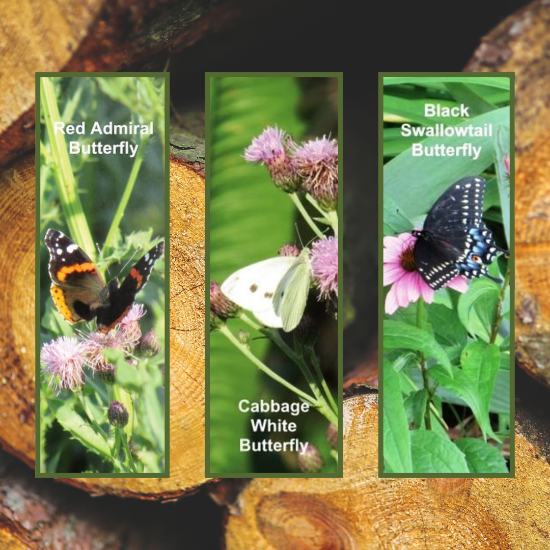 12 BOOKMARK COLLECTION (Butterflies) - Butterfly Photo Bookmarks - Set of 3 Butterfly Bookmarks - Book Lover Gift - Gift for Reader (Stationery & More) (Literacy Project)